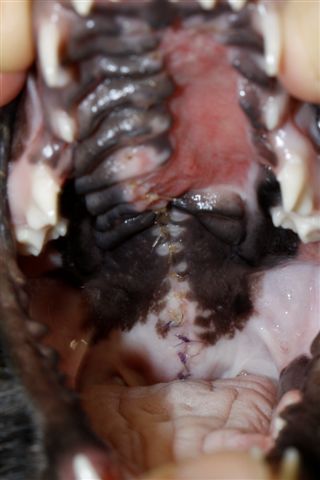 7 days post cleft palate repair